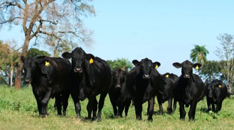 Raza, brangus, argentina, ganadería, campo