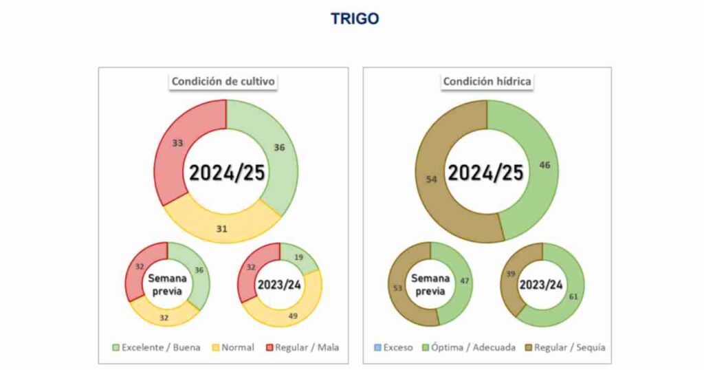 trigo