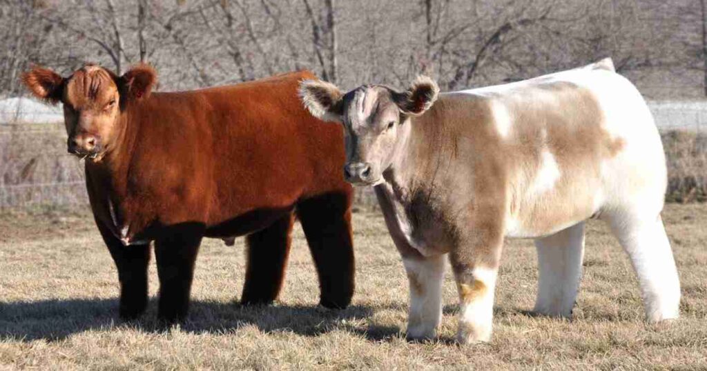 Fluffy cow, raza,