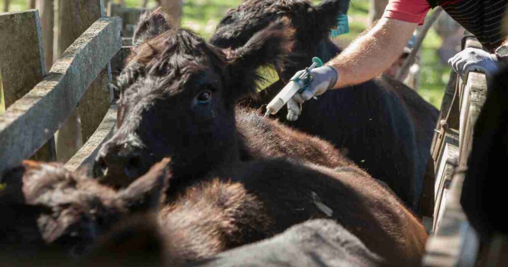 Aftosa, vacunación, industria, veterinaria