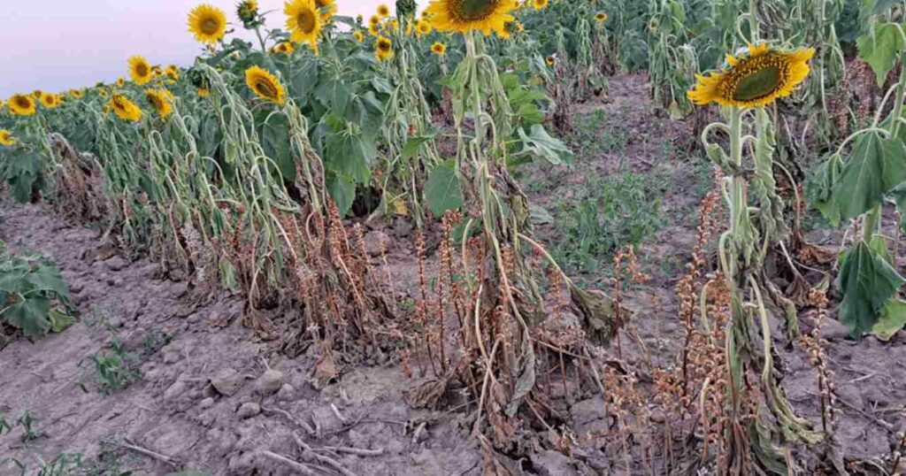 jopo, planta invasiva