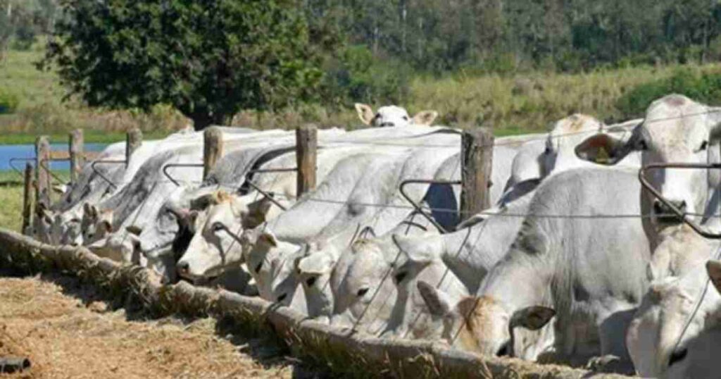 Feedlots, ganadería, brasil