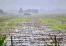 Clima, campo, lluvias, Ganadería, pastoreo, circular, recría, lluvias