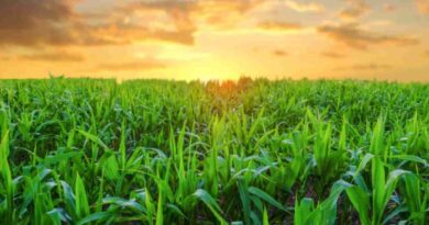 Agricultura, WhatsApp, cultivos, Córdoba