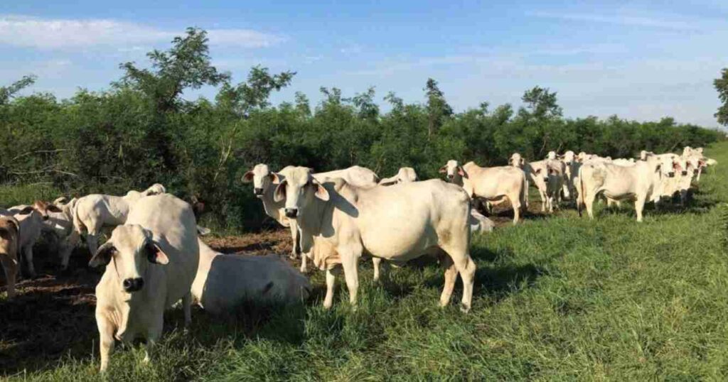 Ganadería, Paraguay