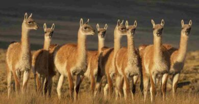 Guanacos, patagonia