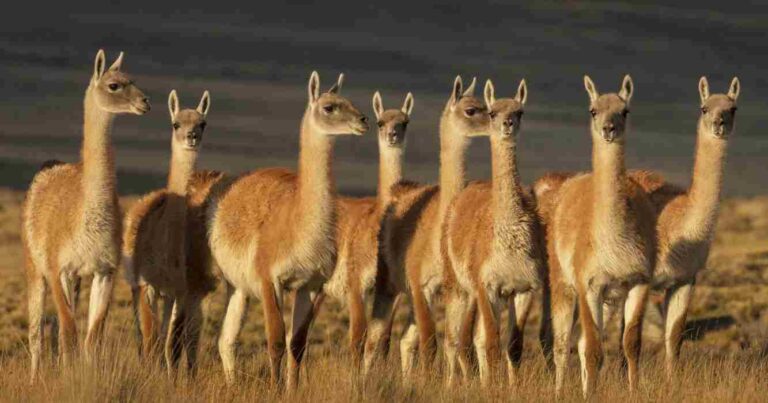 Guanacos, patagonia