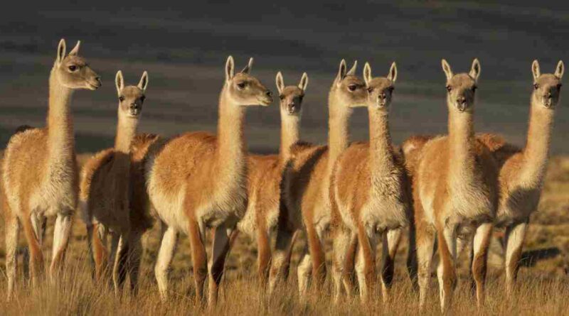 Guanacos, patagonia