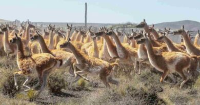 Guanacos, patagonia, cra