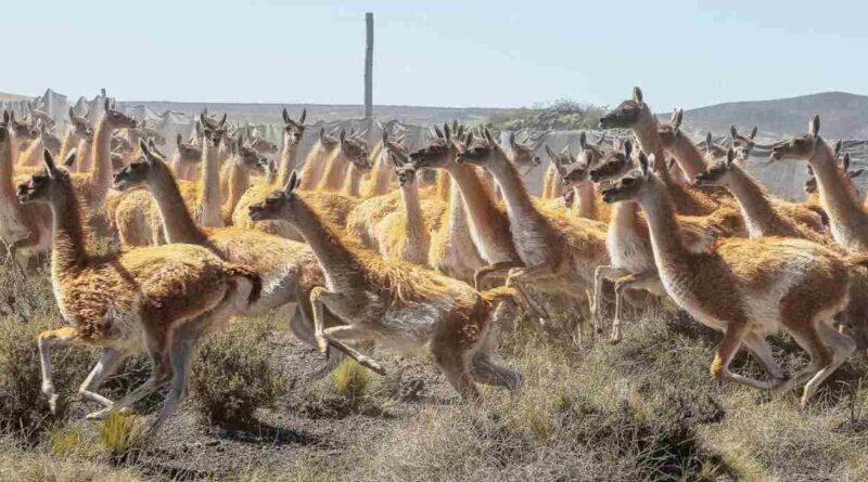 Guanacos, patagonia