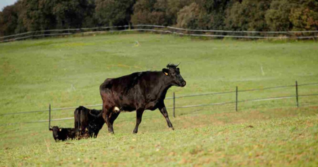 Wagyu, Argentina, raza