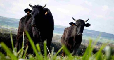 Wagyu, Argentina, raza