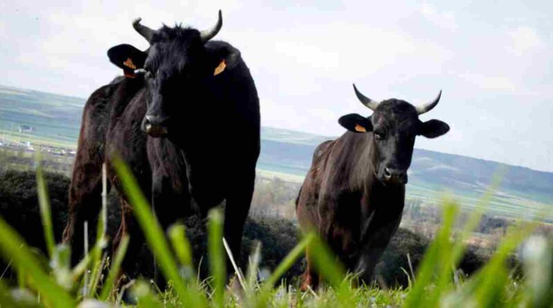 Wagyu, Argentina, raza, Cuota Hilton