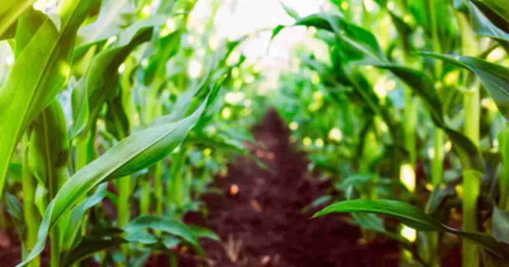 Maíz, fertilizantes, Agricultura, WhatsApp, cultivos, Córdoba