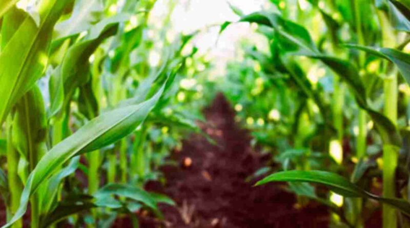 plagas, Maíz, fertilizantes, Agricultura, WhatsApp, cultivos, Córdoba, siembra gruesa, maíz, soja