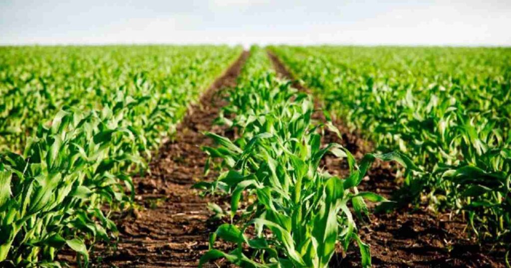 campo, Maíz, fertilizantes, lluvias, clima, maíz tardío, Entre Ríos, soja