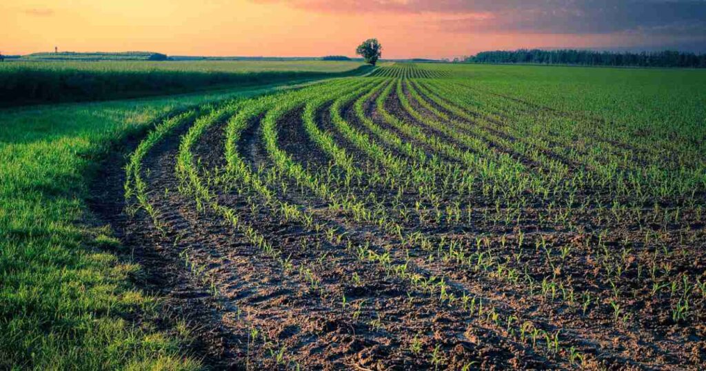 Cultivos de servicio, argentina, agricultura regenerativa, Agricultura, WhatsApp, huella de carbono