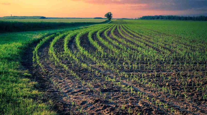 Cultivos de servicio, argentina, agricultura regenerativa