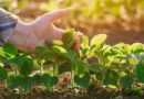 Cultivos de servicio, argentina, agricultura regenerativa, campo, regenerar