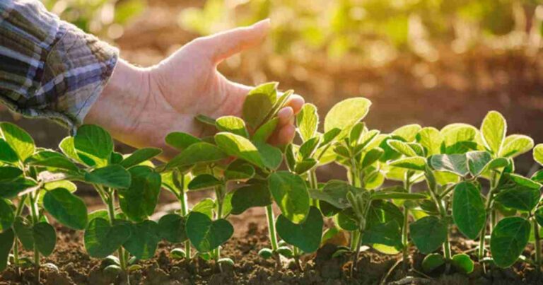 Cultivos de servicio, argentina, agricultura regenerativa, campo, regenerar