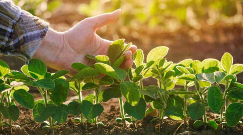 Cultivos de servicio, argentina, agricultura regenerativa, campo, regenerar