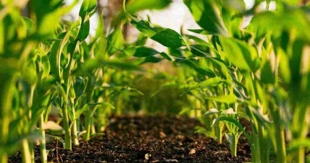 agricultura regenerativa, campo