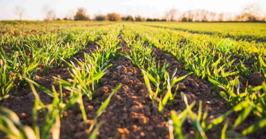 agricultura regenerativa, campo