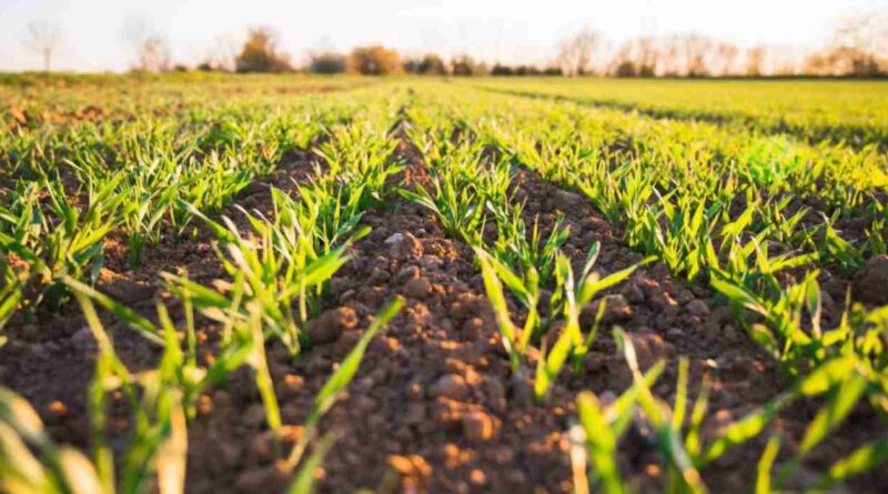 agricultura regenerativa, campo