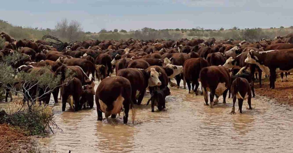 Anna Creek, campos, ganadería