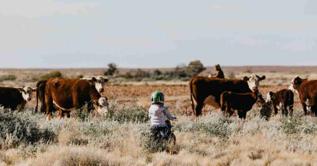 Anna Creek, campos, ganadería