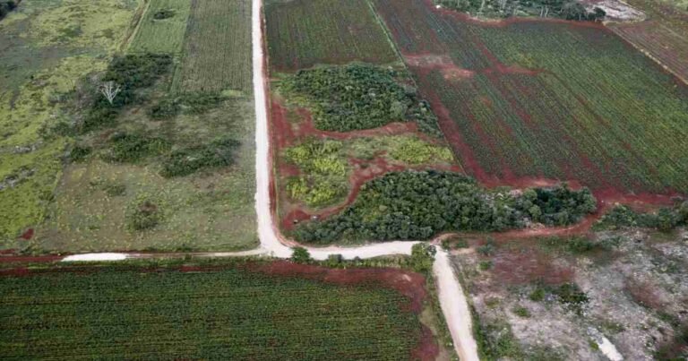 Campos, deforestados, ley de deforestacion, europa