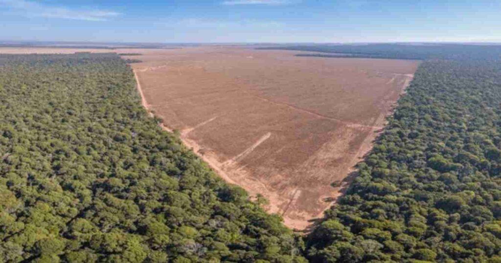 Campos, deforestados