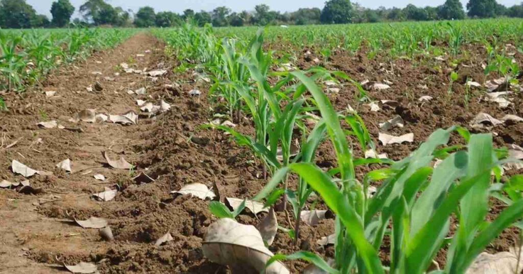 chicharrita de maíz, Maíz, maíz tardío, zona núcleo, cultivos, soja