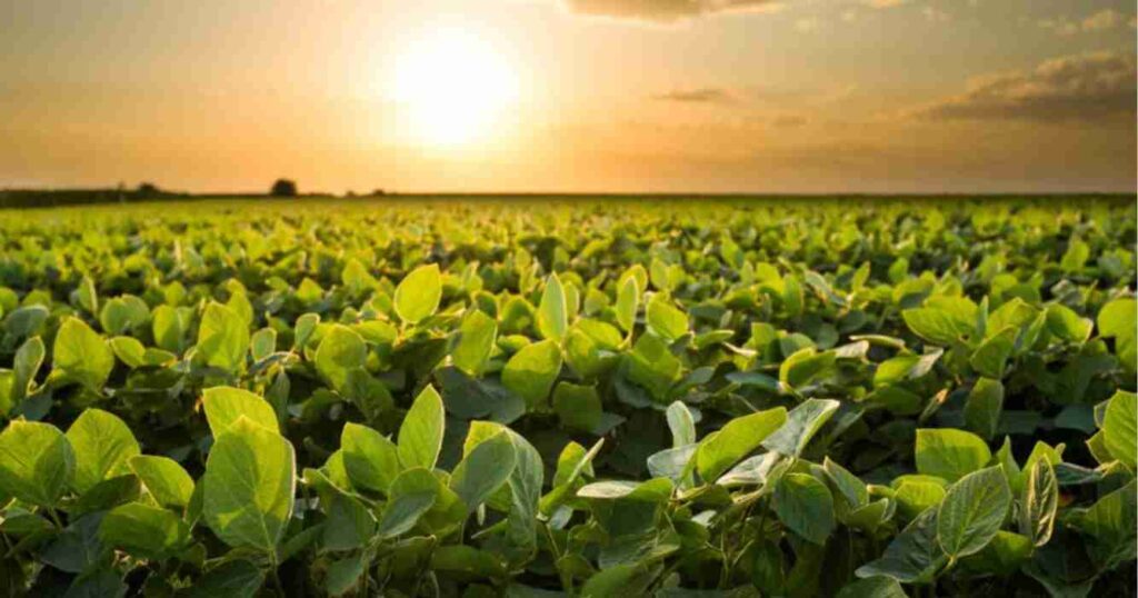 Soja, La Niña, campaña, clima