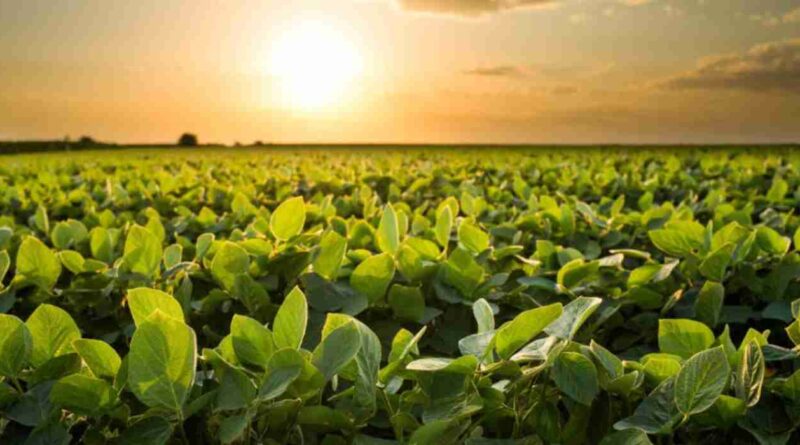 Soja, La Niña, campaña, clima