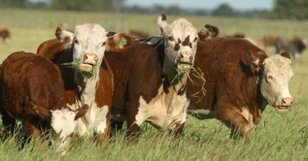 Recría pastoril, peso de faena, ganadería