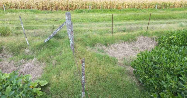 campo, alambres, biodiversidad