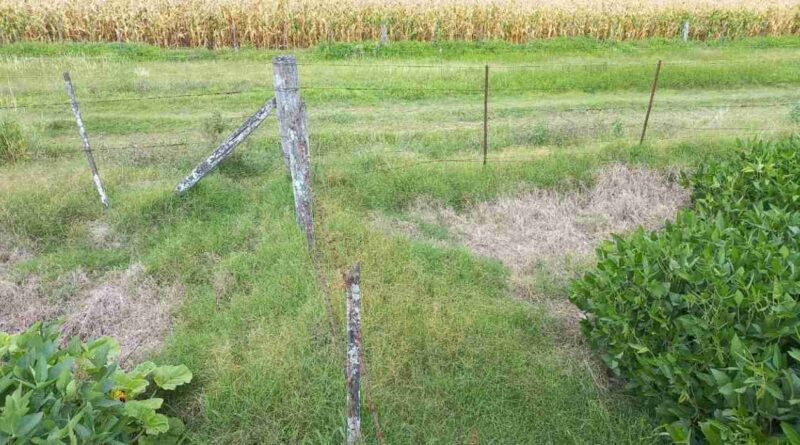 campo, alambres, biodiversidad