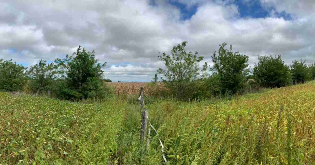 campo, alambres, biodiversidad