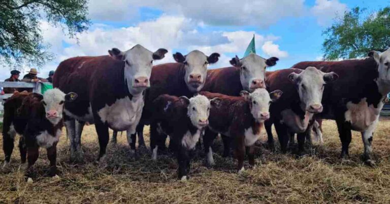 Carne vacuna, toros y vacas