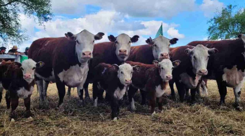 Carne vacuna, toros y vacas