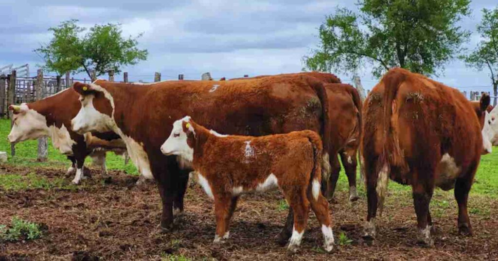 Carne vacuna, toros y vacas