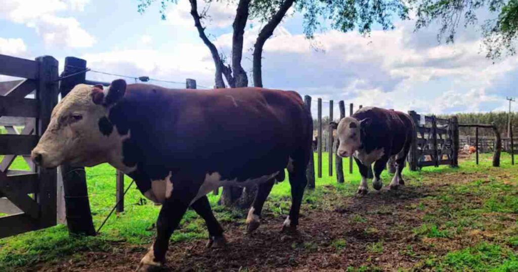 Carne vacuna, toros y vacas