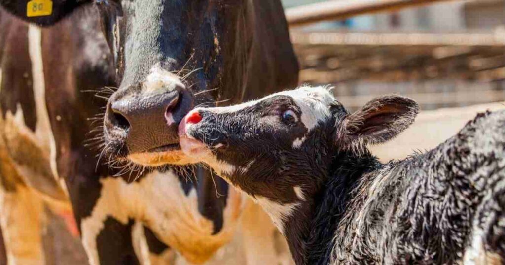 Tambos, vacas lecheras, INTA