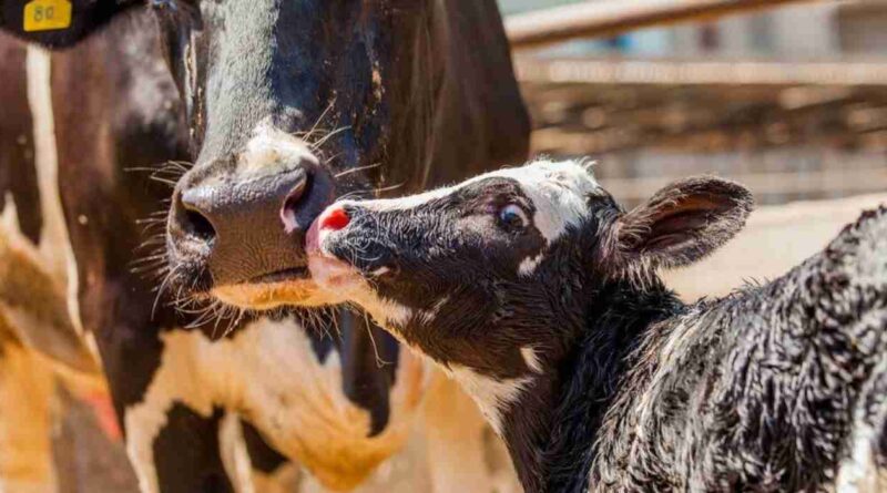 Tambos, vacas lecheras, INTA, ganadería, warrant