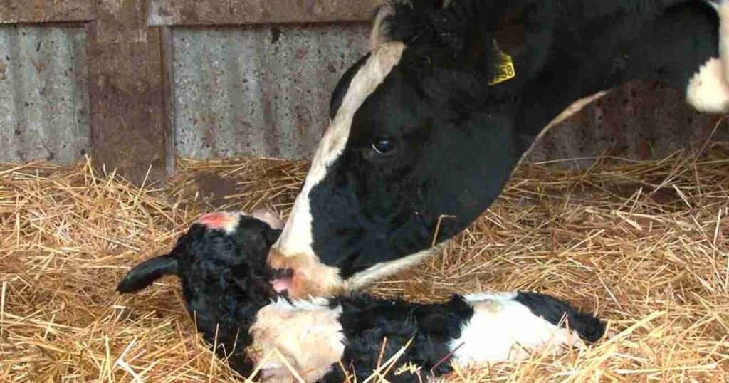 Tambos, vacas lecheras, INTA