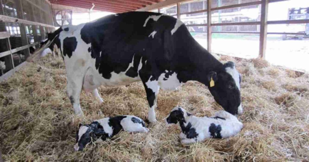 Tambos, vacas lecheras, INTA