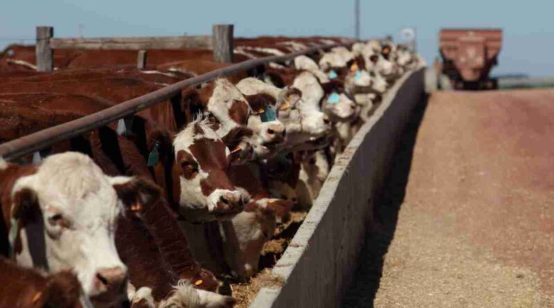 Feedlots, precios, sequía