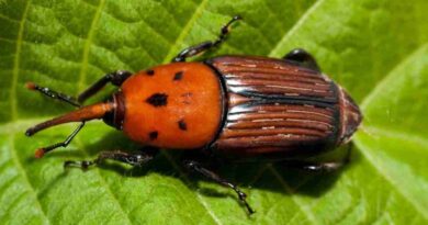 Picudo rojo, alerta fitosanitaria