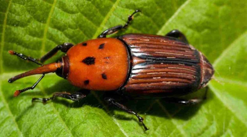 Picudo rojo, alerta fitosanitaria